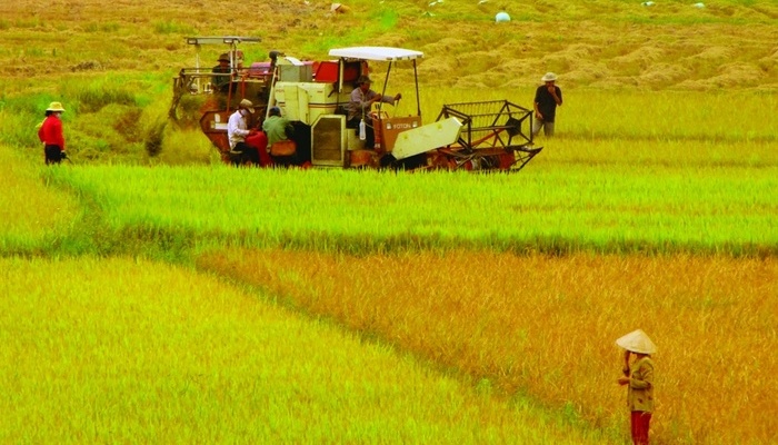 Mức xử phạt đối với hành vi tự ý mua đất trồng lúa