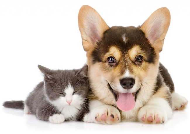 Does an individual who wants to open a pet spa service have to register a business?
