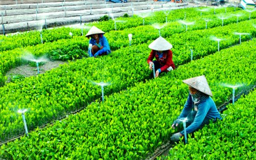 Tổ hợp tác vay vốn đầu tư ra nước ngoài phải có bao nhiêu năm phát sinh không nợ xấu?